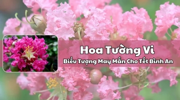 Hoa Tường Vi – Biểu Tượng May Mắn Cho Tết Bình An
